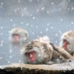 長野県創業融資「信州創生推進資金創業支援向け」の内容と申込みの流れ